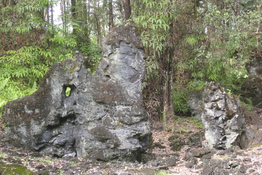 ../image/lava tree state park 4.jpg